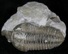 Flexicalymene Trilobite Pair - Ohio #20978-1